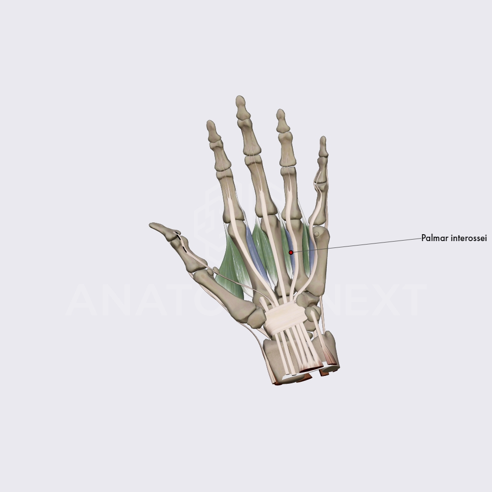 Middle group of hand muscles (part 2)